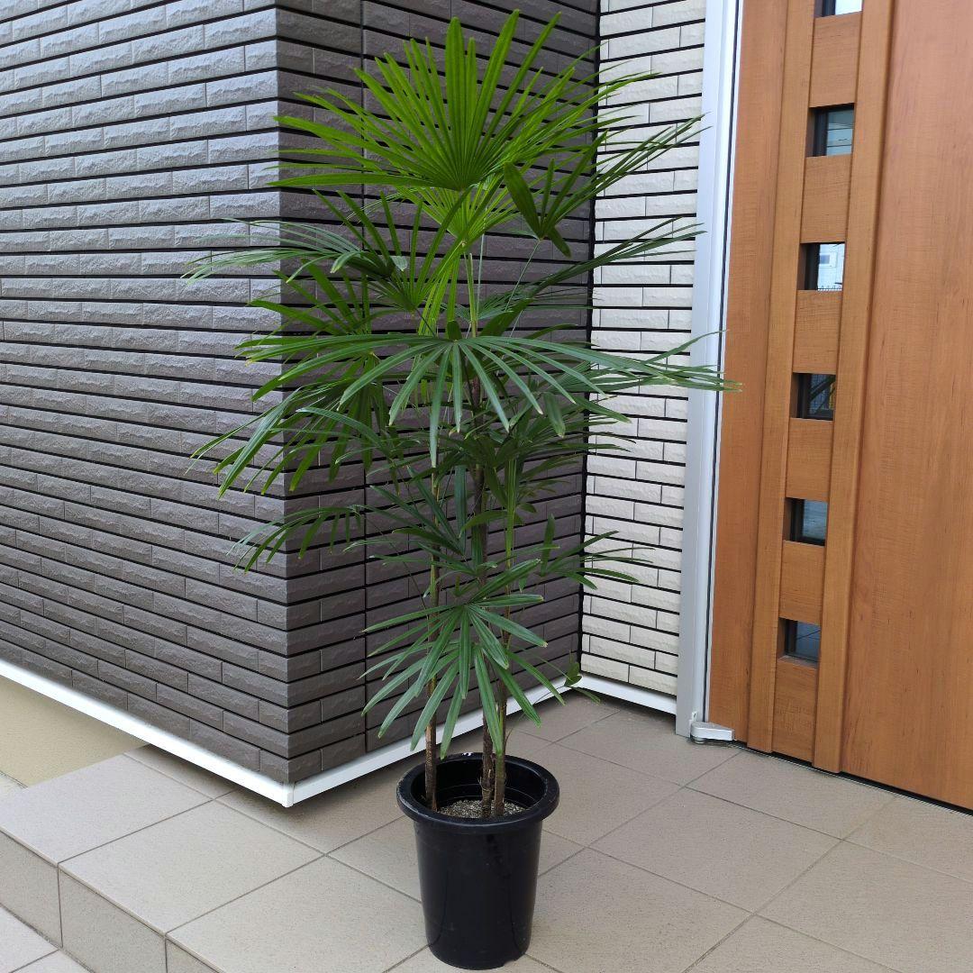 大型！観葉植物　棕櫚竹　シュロチク　開運招福　８号鉢
