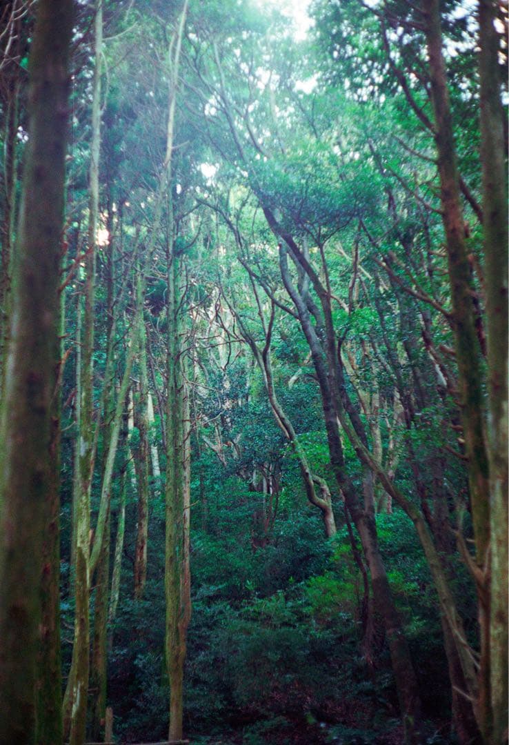 フィルムカメラ Minolta model II Canon serenar 50mm f1.8