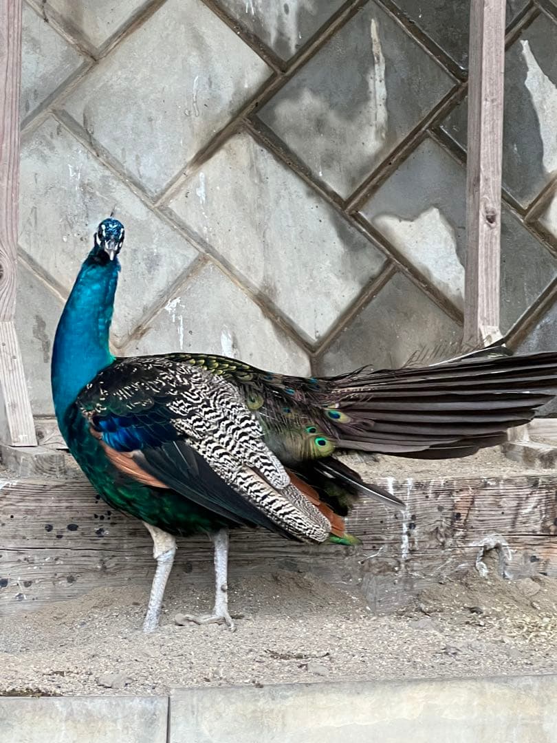 美品 Nikon SIGMA ズームレンズ 18-250mm