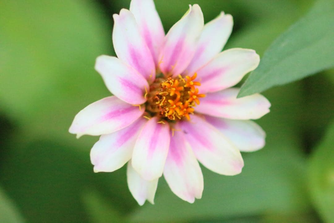 Canon EF 100mm f/2.8 マクロレンズ