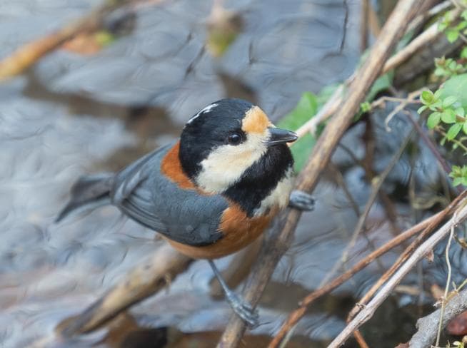 やるよ❤【感動の望遠レンズ】 キヤノン　Canon EF 75-300mm　2型
