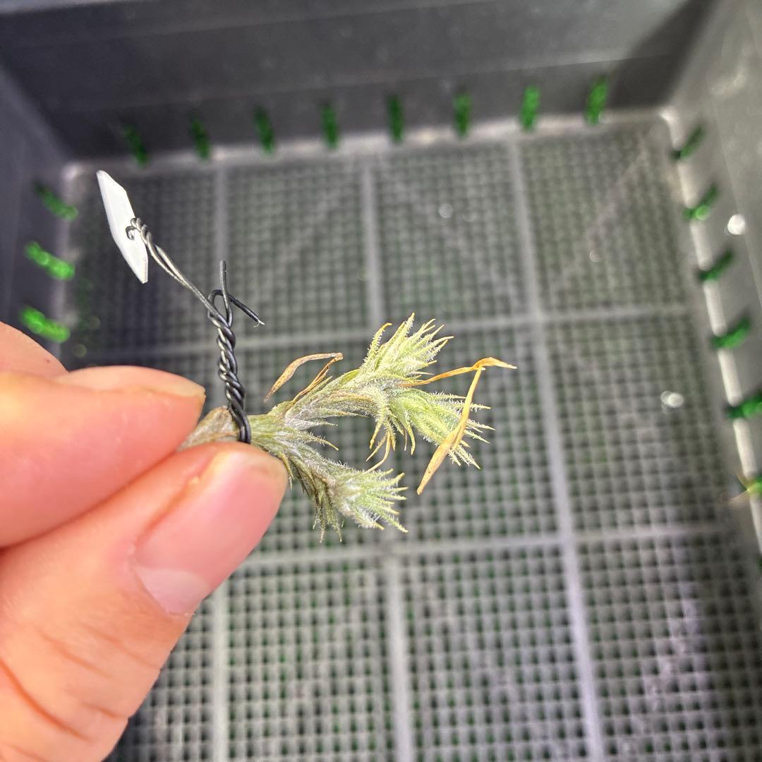 Tillandsia tricholepis.f.Ⅱ 、HR9120d