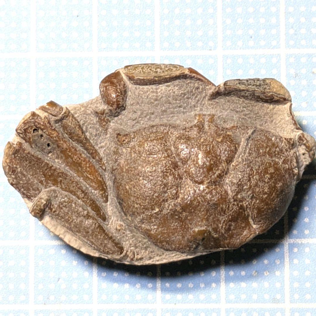 あゆちゃん　中国産カニ化石