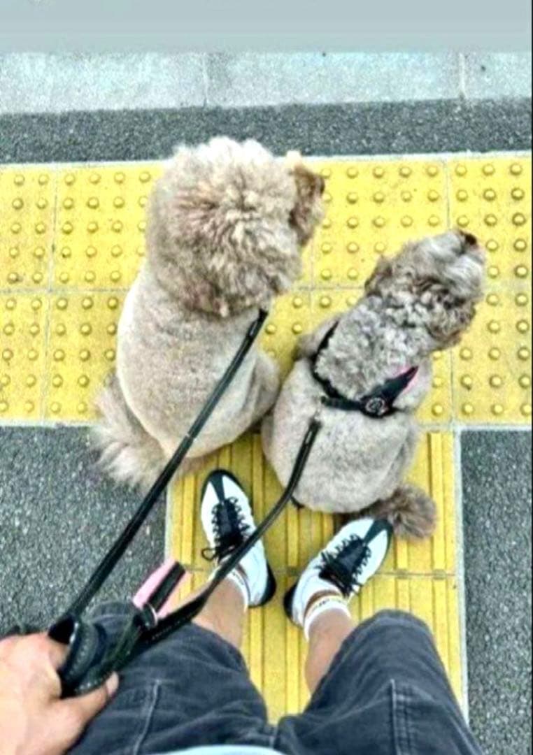 【激レア新品】AIRMAX95鯉 \"Pure Platinum\"koi28㎝