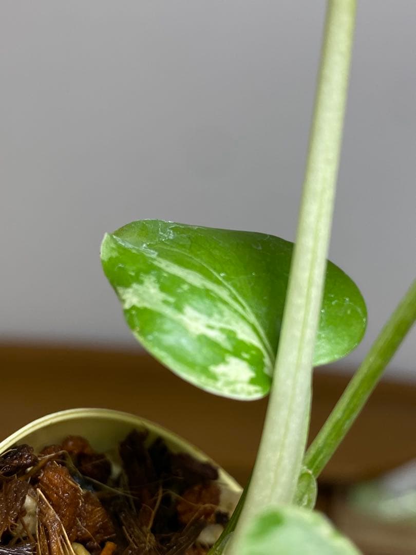 み*ん様 【将来有望株‼️】モンステラ　デリシオーサ　バルバソー　フシギダネ/ベ