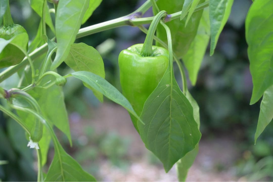 【動作確認済み】NIKKOR Z DX 16-50mm f/3.5-6.3 VR