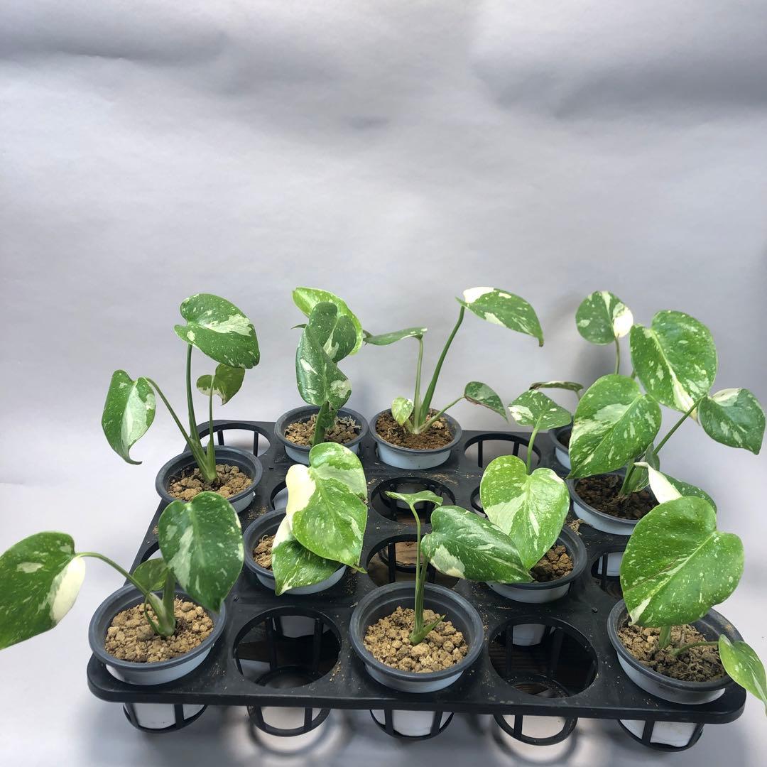 p*s様 10株セットms59【特別選抜】モンステラ・タイコンステレーション 斑