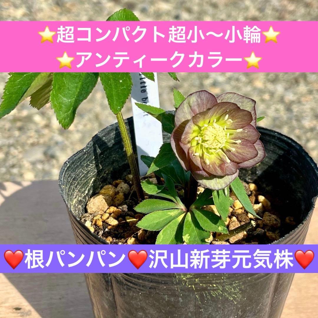 ラ*ク様 ❤️根パンパン❤️沢山新芽元気株❤️3271⭐️超コンパクト超小〜小輪