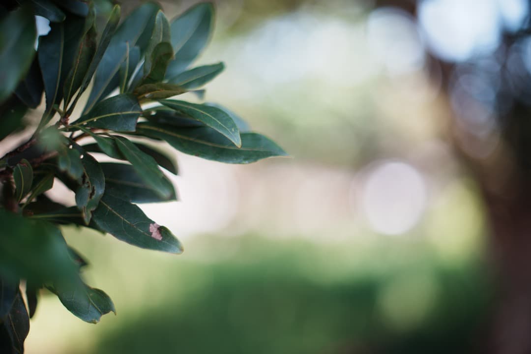 【美品】動作◎ ニコン　New Nikkor 50mm F1.4 前 050