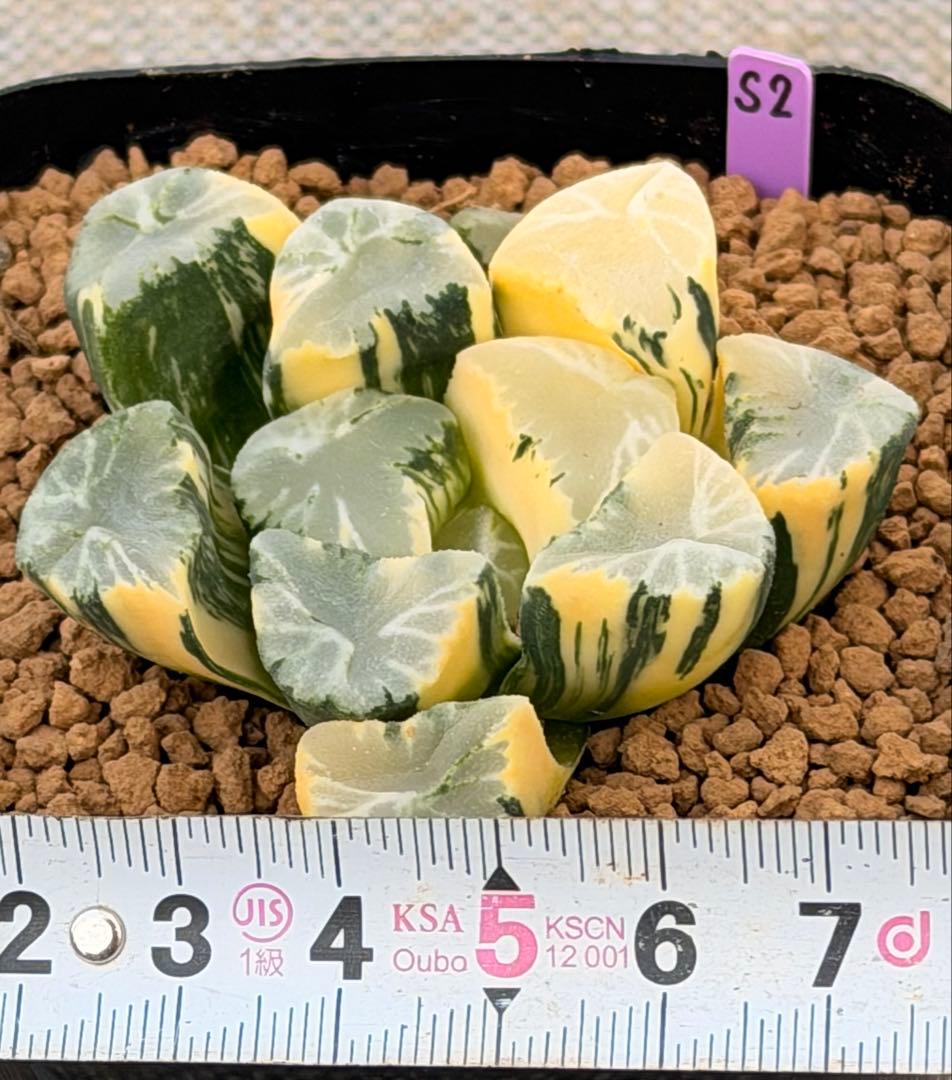 ハオルチア　万象錦　覇王　極上斑