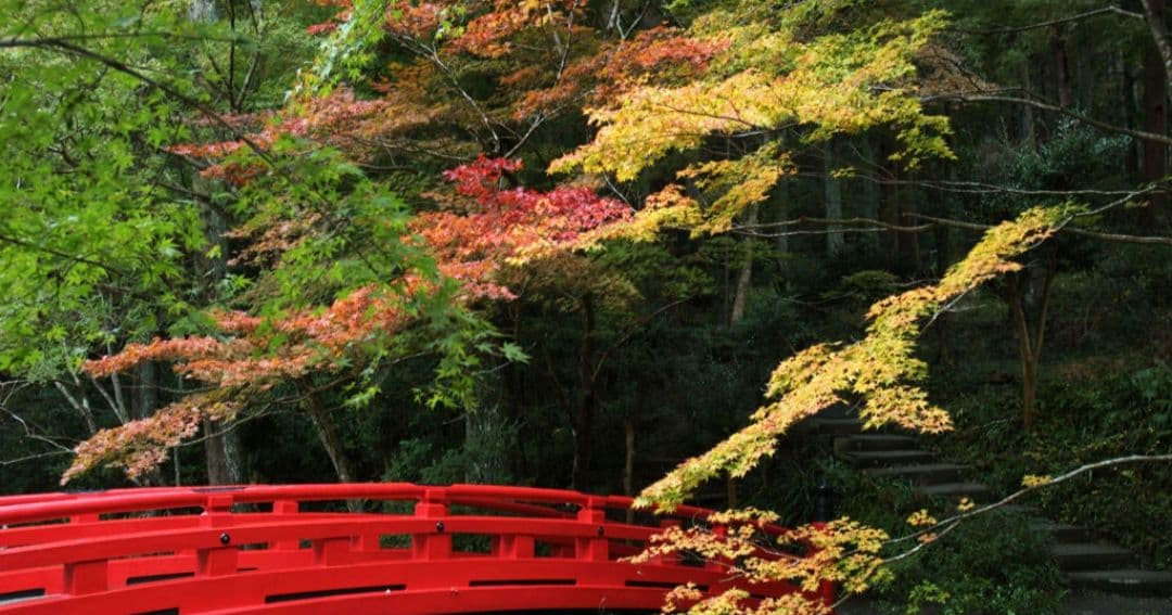 Nrt様　NIKON　D70⚡️1本で広角から望遠まで⚡️初心者⚡️ニコン⚡️