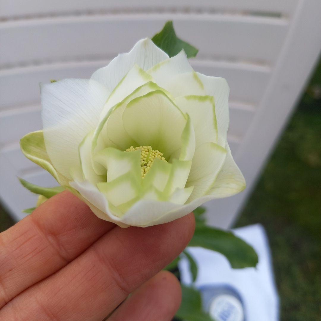 金曜日まで！お買い得！春カラー♪清楚なグリーンリップ♪クリスマスローズ、苗