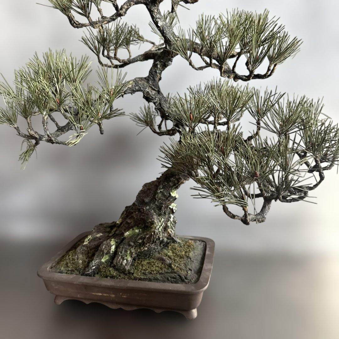 瞬間的お値下げ‼️素敵すぎるフェイク盆栽‼️自然形状の盆栽 四角形鉢