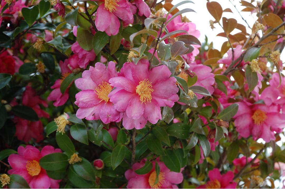 『名機完動品』Nikon D40 ダブルレンズキット