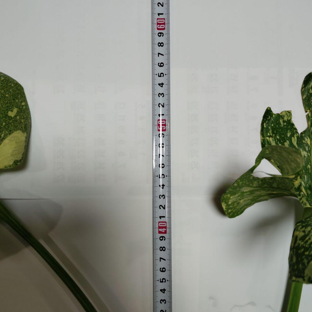 け*ん様 希少 モンステラ デリシオーサ スターライト トップ カット