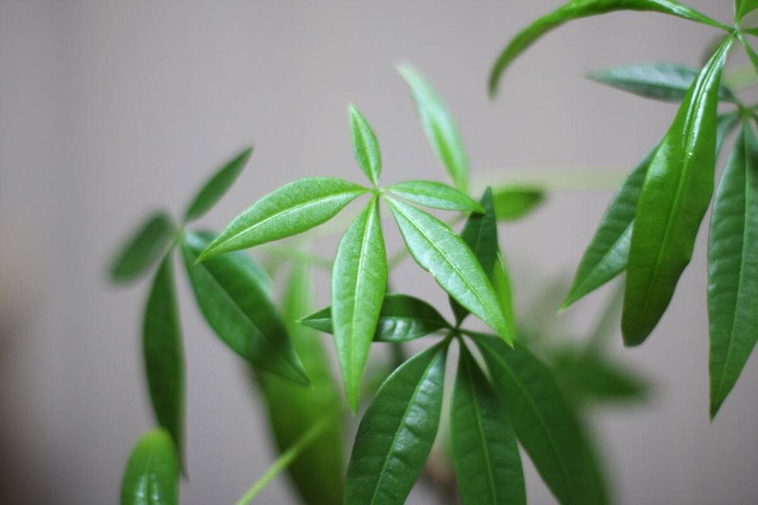 #645 キャノン Canon EF 50mm f1.4 USM