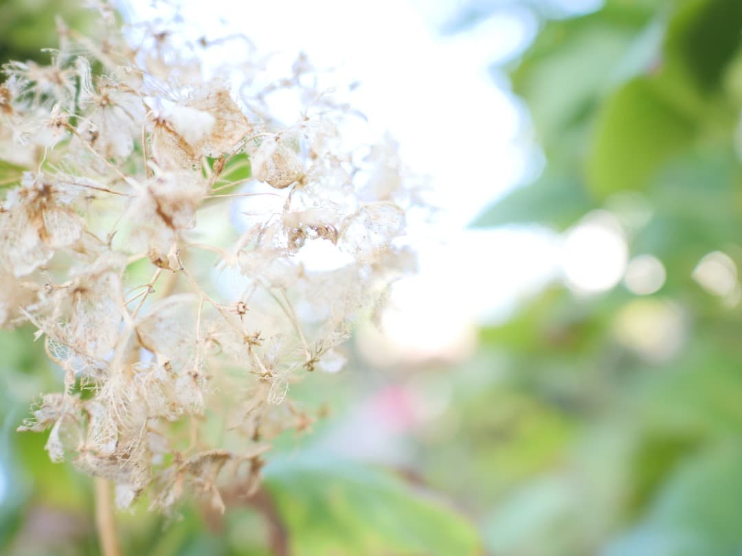 【美品】LUMIX G9 Pro ボディ