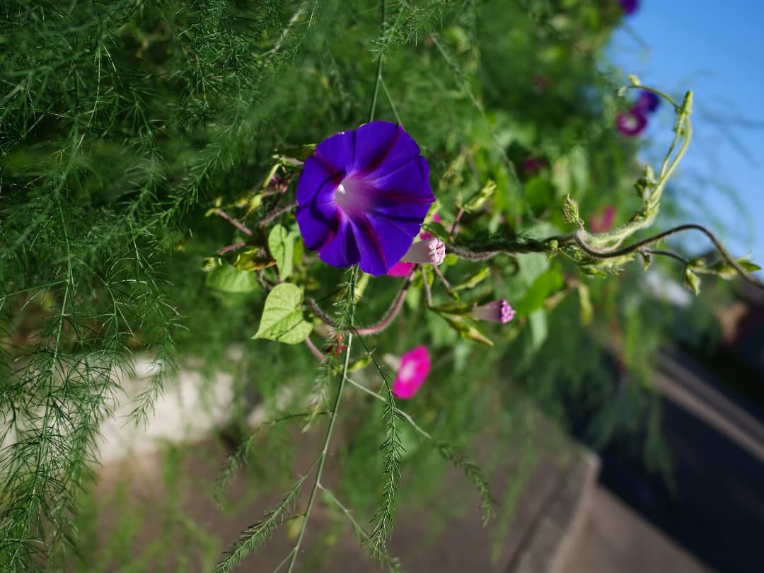 【美品】LUMIX G9 Pro ボディ