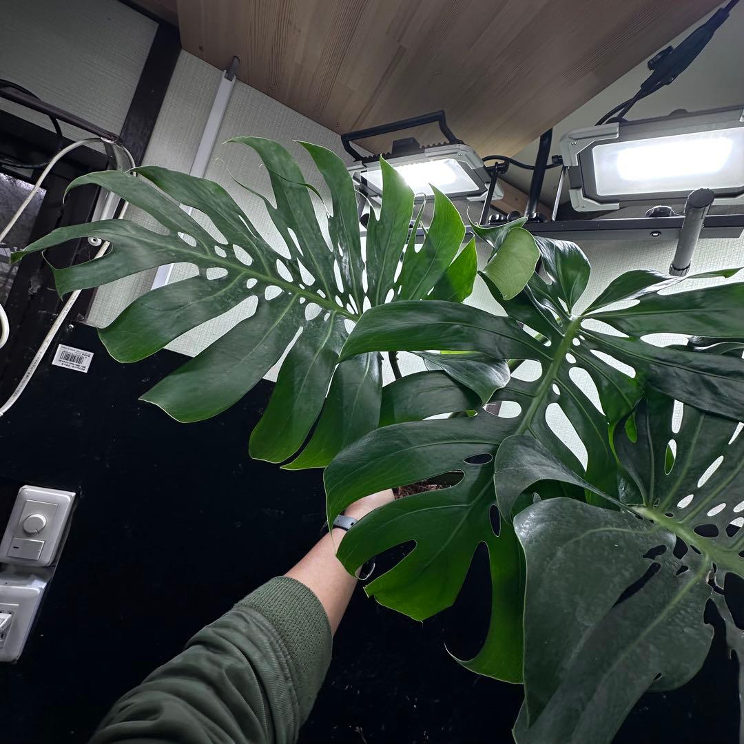 あ*さ様 モンステラデリシオーサマクロコズム超希少系統鉢植え71㎝