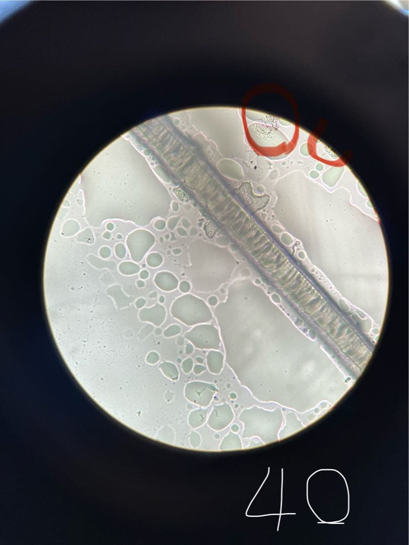 Nikon ニコン　単眼正立明視野顕微鏡　ハードケース+使用説明書付き