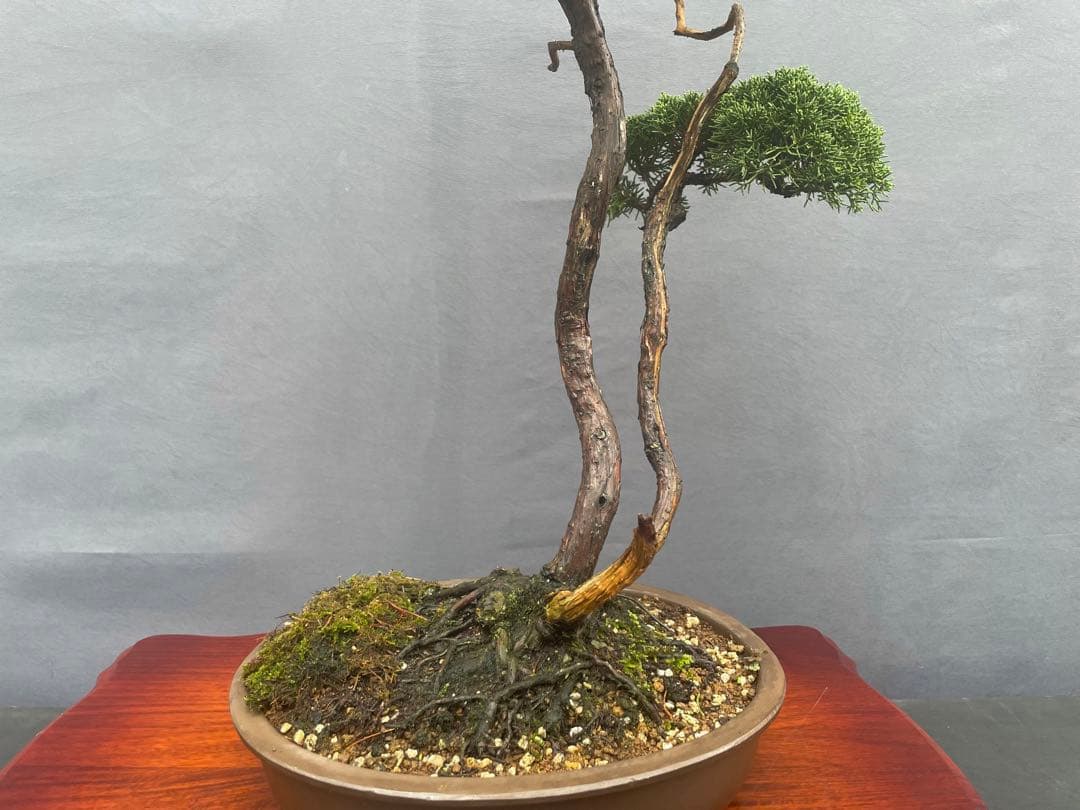 三河盆栽　紀州真柏　盆栽