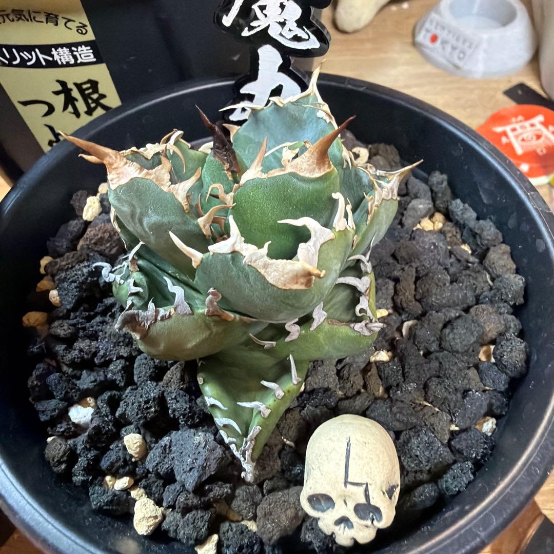 た*ね様 アガベ 5株セット