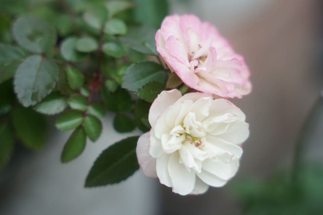 レンズ(ズーム) SIGMA 28-70mm F2.8 DG DN Contemporary