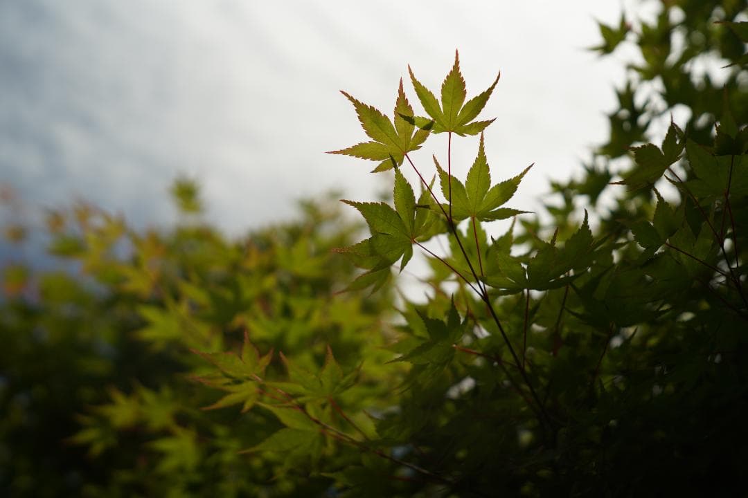 Nikon S2 / NIKKOR-H 5cm F2 黒