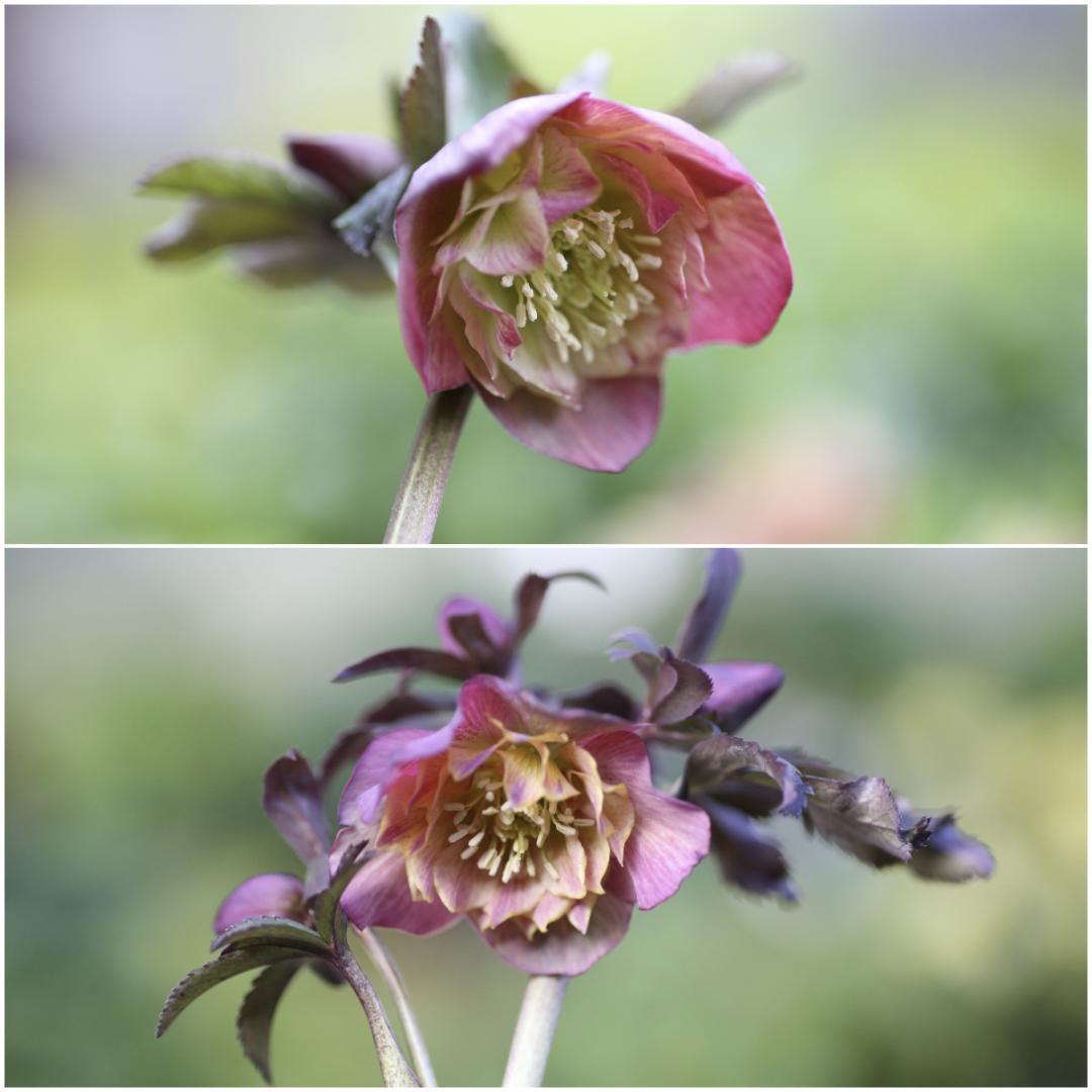 たんたんBwg026 クリスマスローズ 小苗 セット