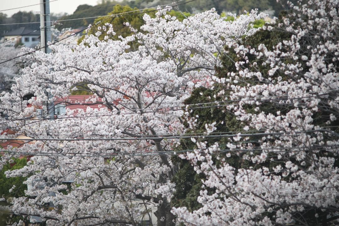 レンズ(単焦点) Pentax Takumar 200mm f/3.5 #7256