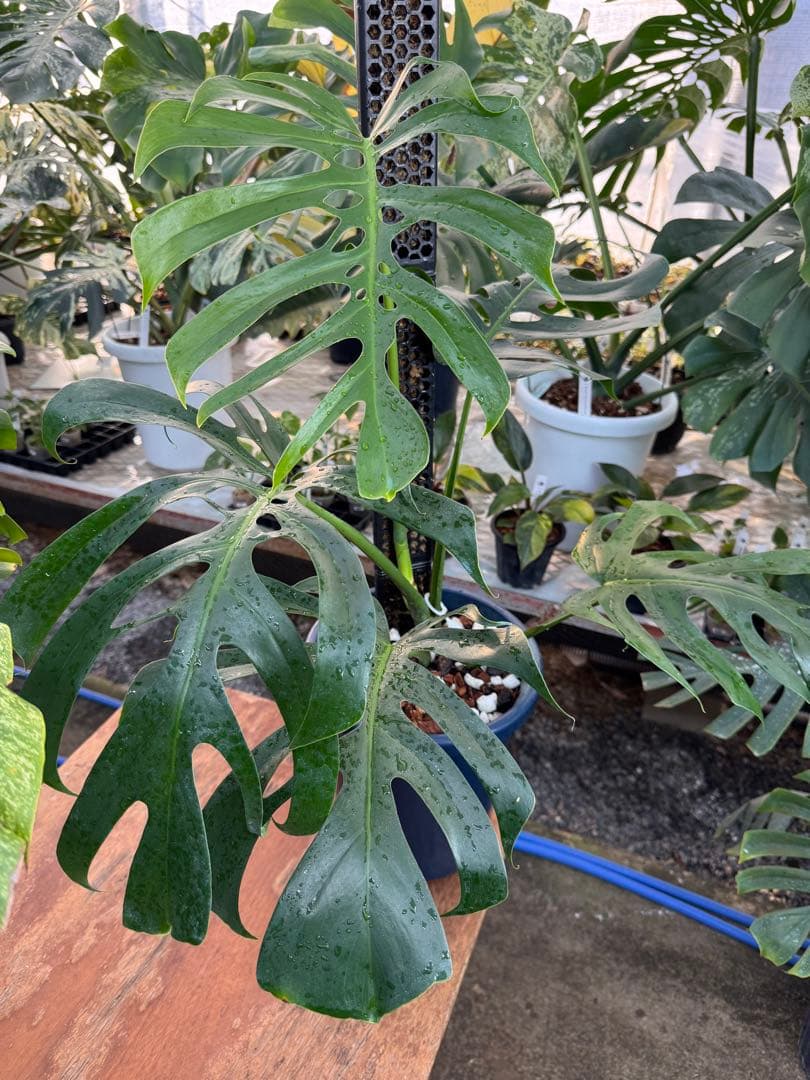 1 モンステラ・デリシオーサ・アラブフォーム \