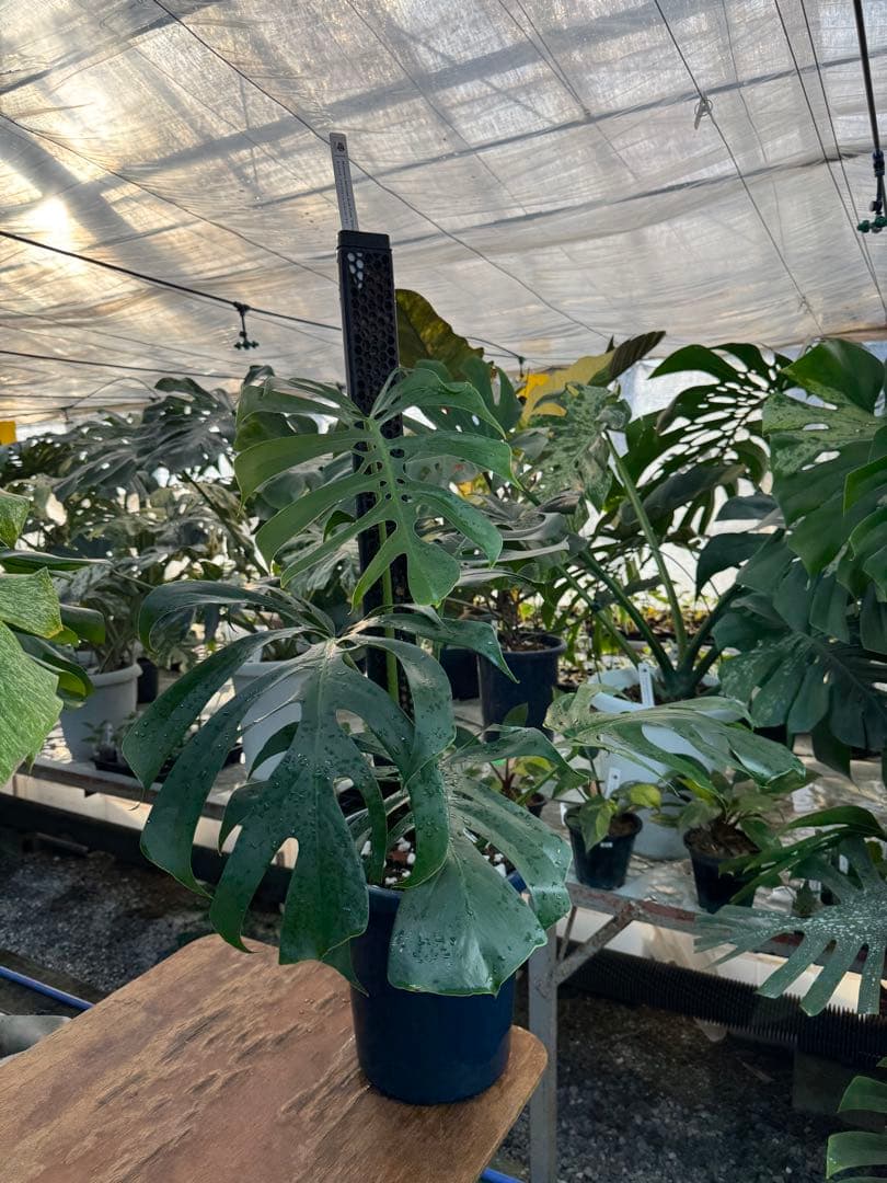 1 モンステラ・デリシオーサ・アラブフォーム \"エロンガータエ\" 日本初出品