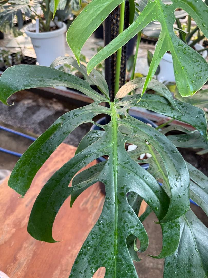 1 モンステラ・デリシオーサ・アラブフォーム \"エロンガータエ\" 日本初出品