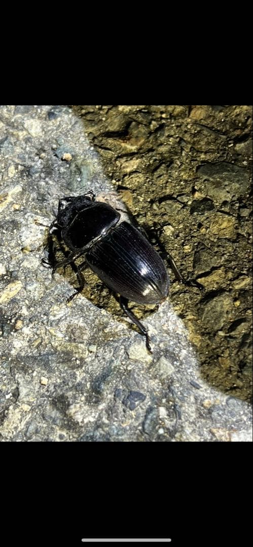 ライトトラップ55w