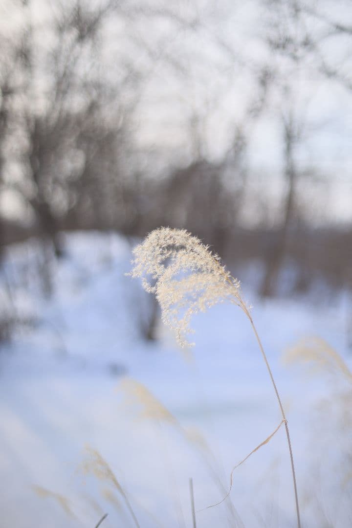 《希少》EBC FUJINON 50mm F1.4 前期型 光学美品【黄変除去】