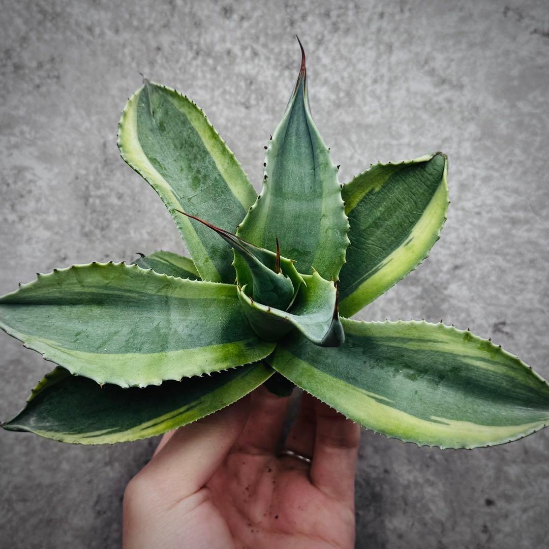 ポ*カ様 多肉植物・アガベ・オルカ・斑入り・SSS級美株