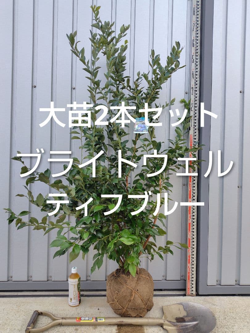 ブルーベリー苗ブライトウェル＆ティフブルー大苗2本セット