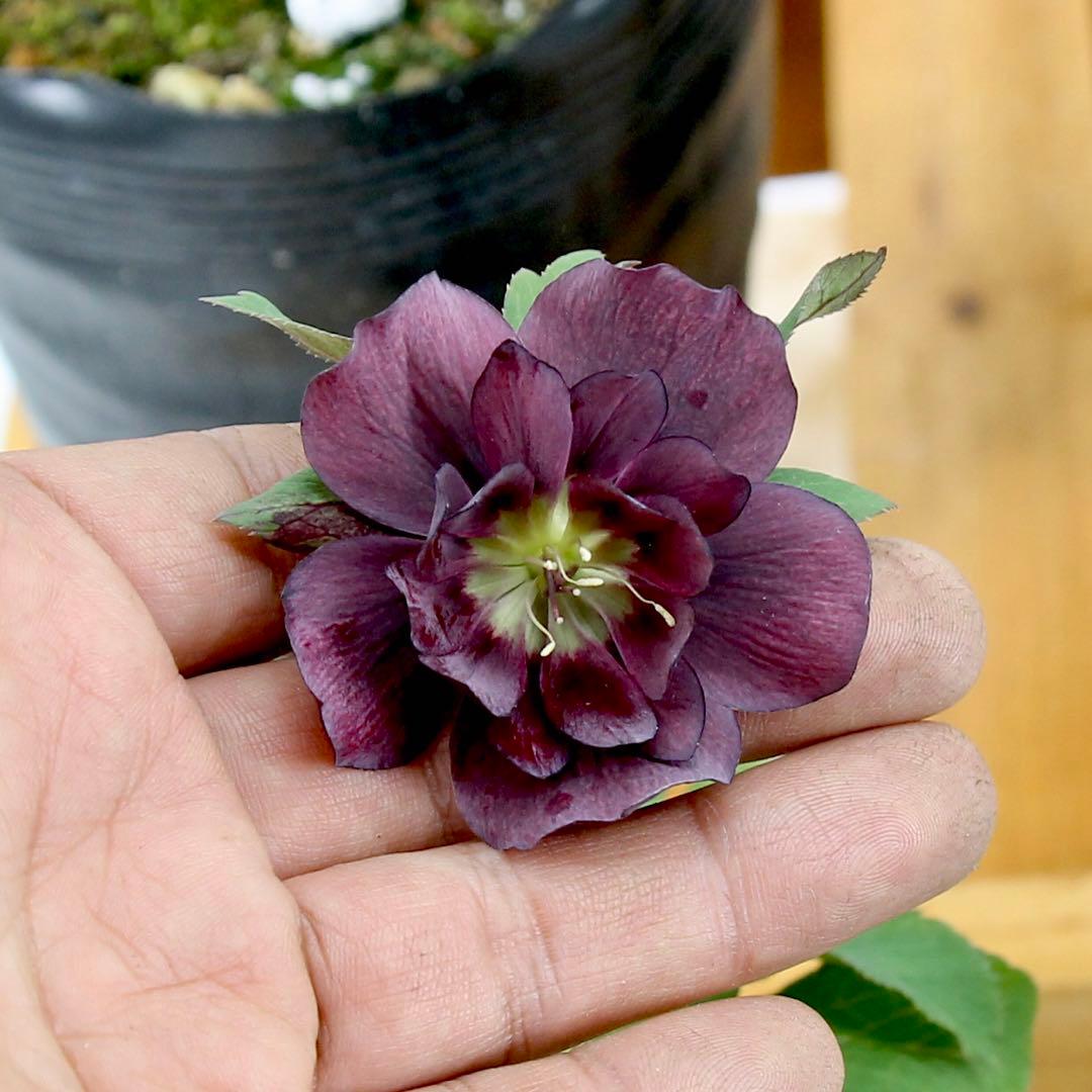 八重咲きクリスマスローズ　5ポットセット