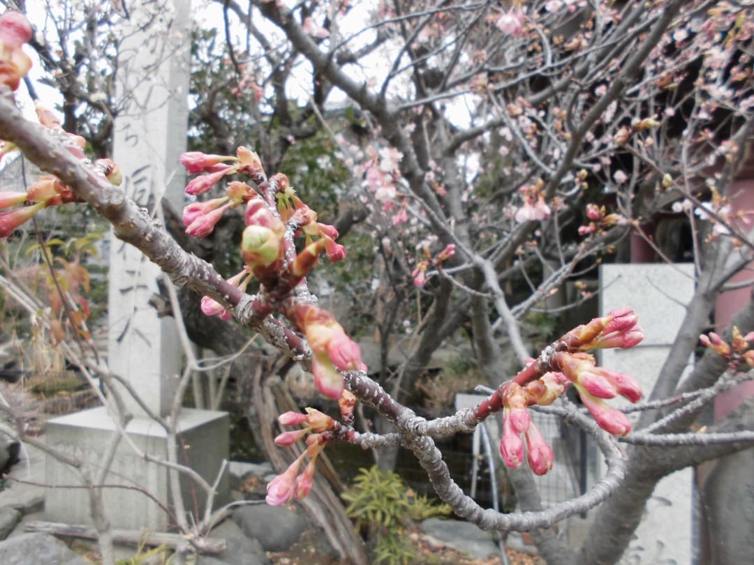 実写美⭕️【動作確認済】CASIO EXILIM EX-Z900 シルバー