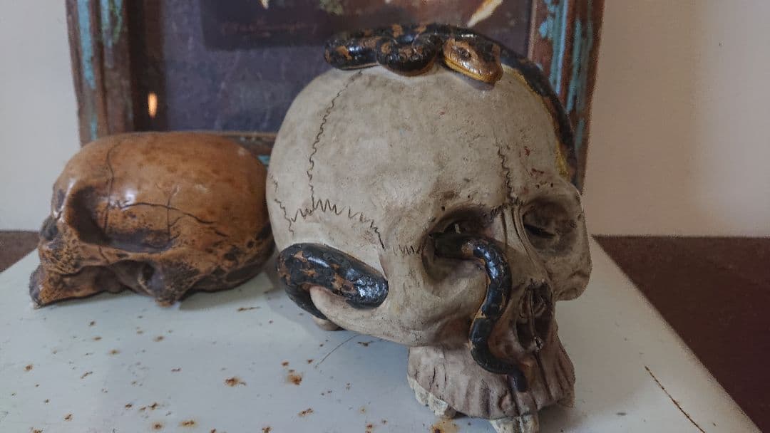 野晒し 髑髏 大