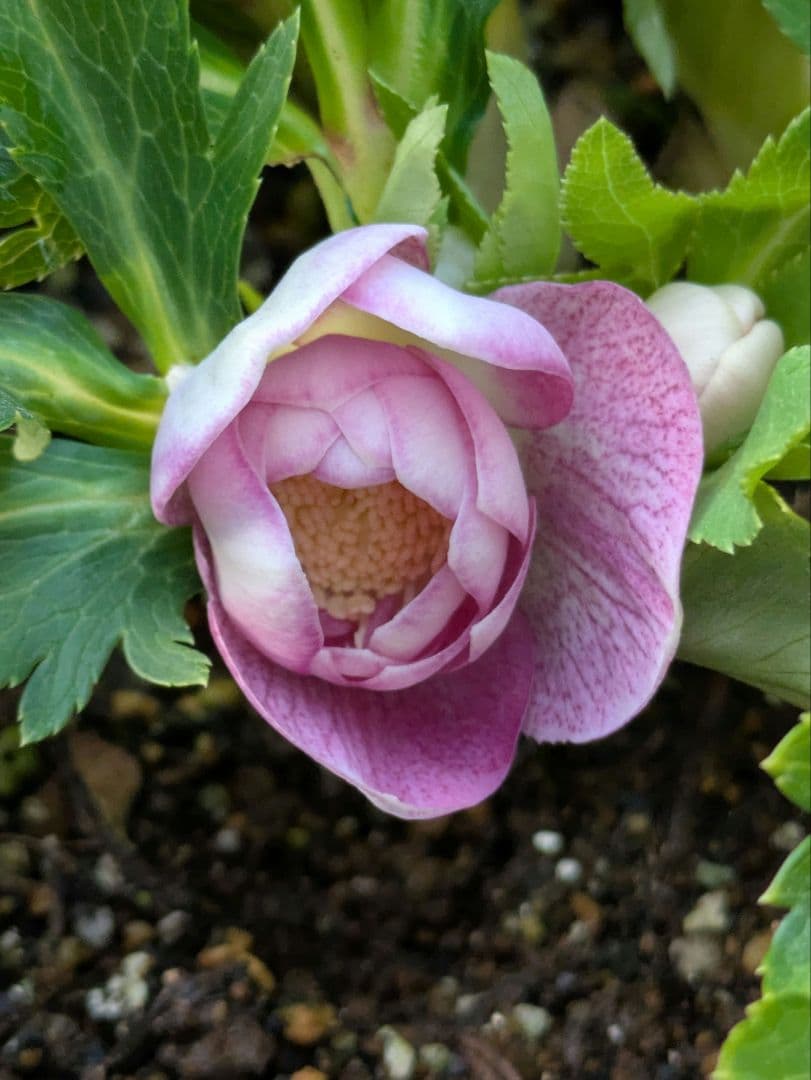 広瀬園芸 クリスマスローズ オーレア系ピンクグラデーション DDリバーシブル