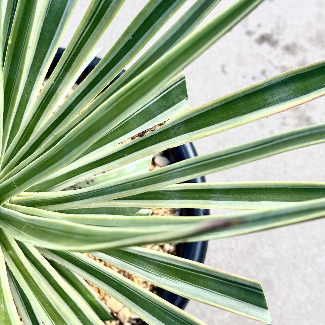 トモジュン様用 ユッカ アロイフォリア 斑入り②バリエガータ 千寿蘭