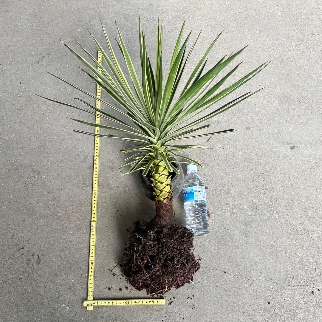 トモジュン様用 ユッカ アロイフォリア 斑入り②バリエガータ 千寿蘭