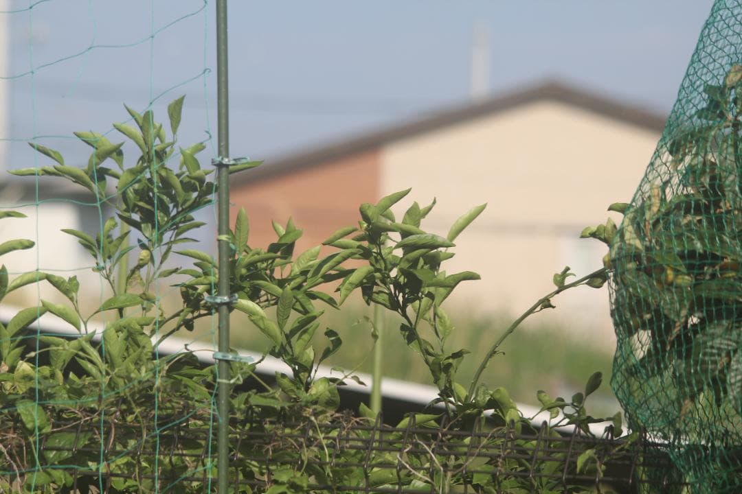 シグマ APO 150-500mm F5-6.3 DG キャノン用