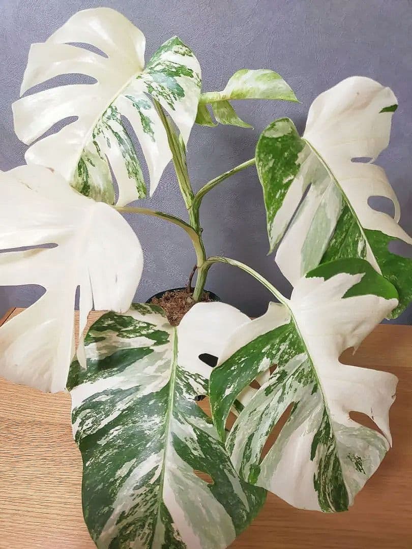 モンステラ ホワイトタイガー 極美株 55cm 斑入りボルシギアナ