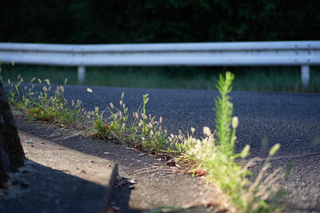 レンズ(単焦点) TAMRON AF 90mm F2.8 MACRO SP Di 272E