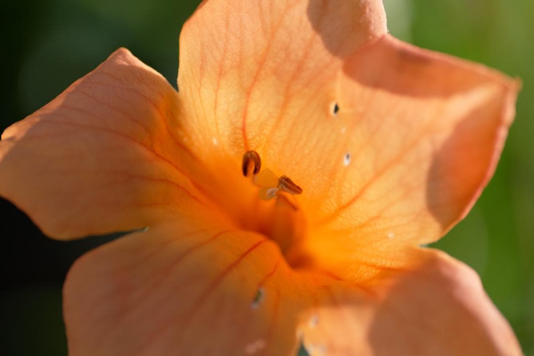 レンズ(単焦点) TAMRON AF 90mm F2.8 MACRO SP Di 272E
