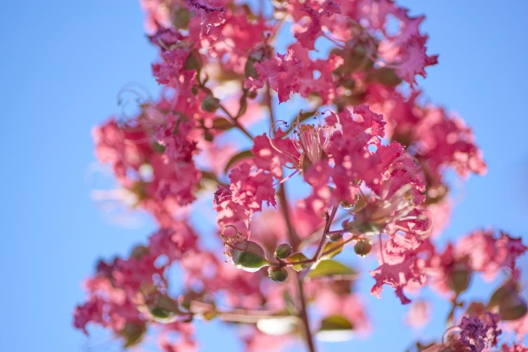 レンズ(単焦点) TAMRON AF 90mm F2.8 MACRO SP Di 272E