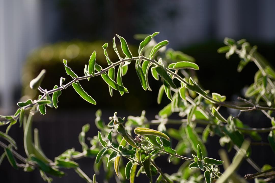 レンズ(単焦点) TAMRON AF 90mm F2.8 MACRO SP Di 272E
