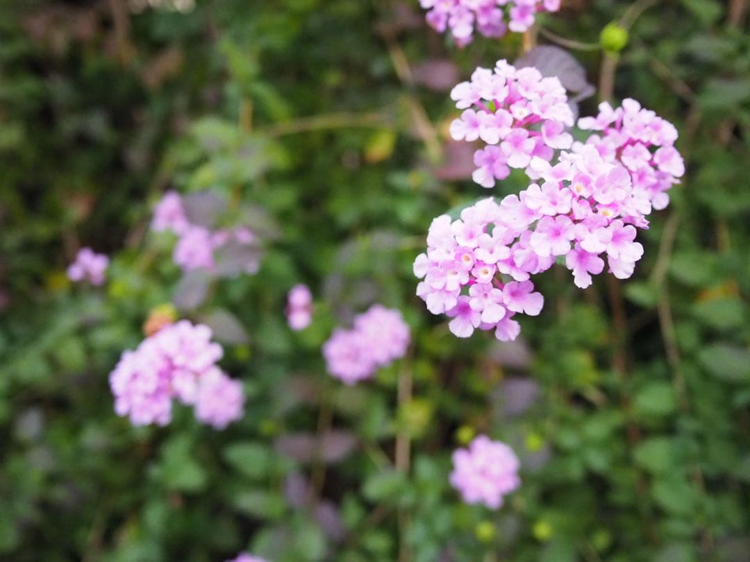 レンズ(単焦点) Panasonic LUMIX G 14mm/F2.5 ASPH. H-H014